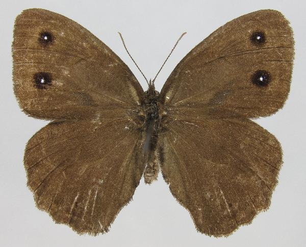Photo of Cercyonis pegala by Norbert Kondla